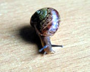 улитка snail